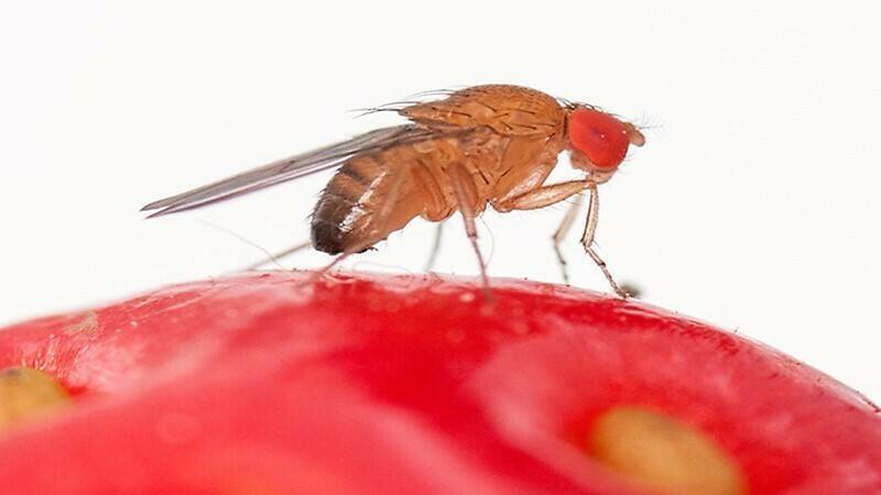 Drosophila suzukii|mallas contra Drosophila